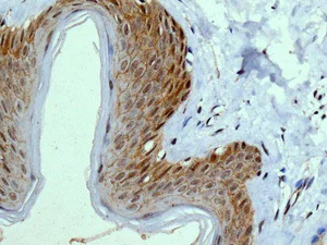 Immunohistochemistry (Formalin/PFA-fixed paraffin-embedded sections) - Anti-Integrin alpha 9 antibody [EPR9722] - BSA and Azide free (AB240116)
