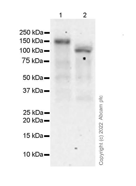 Western blot - Anti-Integrin alpha V antibody [21/CD51] - BSA and Azide free (AB302641)