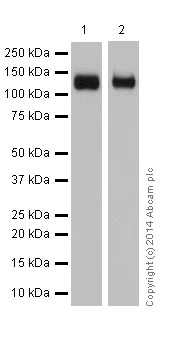 Western blot - Anti-Integrin alpha V antibody [EPR16800] (AB179475)