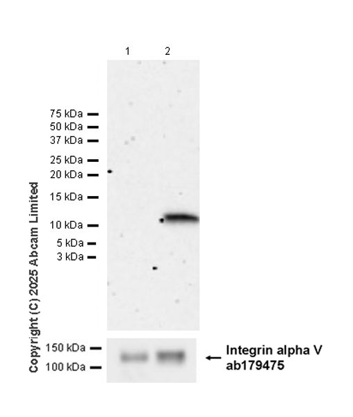 Western blot - Anti-Integrin alpha V antibody [EPR16800] (ab179475), expandable thumbnail