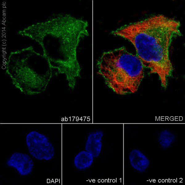 Immunocytochemistry/ Immunofluorescence - Anti-Integrin alpha V antibody [EPR16800] - BSA and Azide free (AB271932)