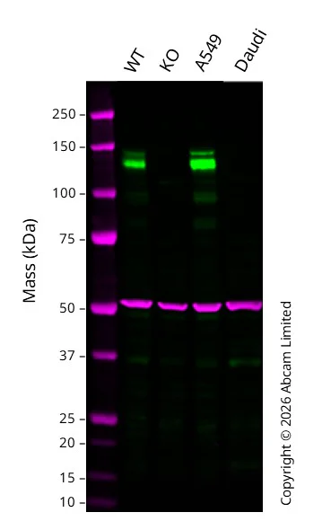 Western blot - Anti-Integrin alpha V antibody [EPR16800] - BSA and Azide free (AB271932)