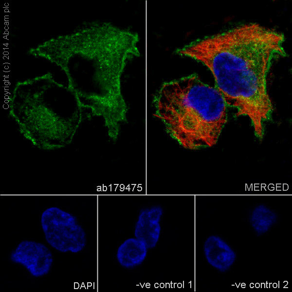 Immunocytochemistry/ Immunofluorescence - Anti-Integrin alpha V antibody [EPR16800] - Low endotoxin, Azide free (AB222222), expandable thumbnail