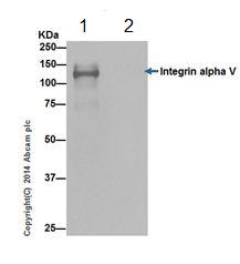 Immunoprecipitation - Anti-Integrin alpha V antibody [EPR16800] - Low endotoxin, Azide free (AB222222), expandable thumbnail