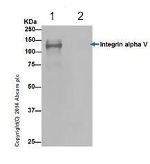 Immunoprecipitation - Anti-Integrin alpha V antibody [EPR16800] - Low endotoxin, Azide free (AB222222)