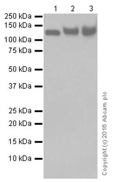 Western blot - Anti-Integrin alpha V antibody [EPR19669] - BSA and Azide free (AB251483)