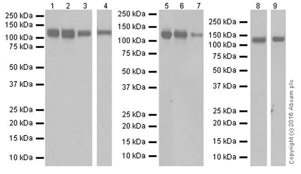 Western blot - Anti-Integrin alpha V antibody [EPR19669] - BSA and Azide free (AB251483)