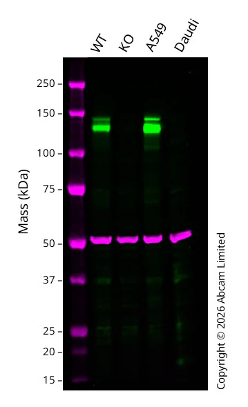 Western blot - Anti-Integrin alpha V antibody [EPR19669] - BSA and Azide free (AB251483)