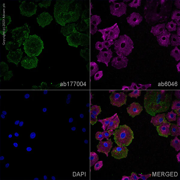 Immunocytochemistry/ Immunofluorescence - Anti-Integrin alpha V+beta 5 antibody [P1F6] - BSA and Azide free (AB223605)