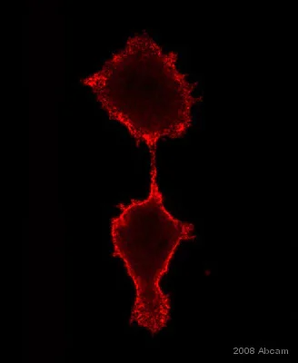 Immunocytochemistry/ Immunofluorescence - Anti-Integrin beta 1 antibody [12G10] (AB30394)
