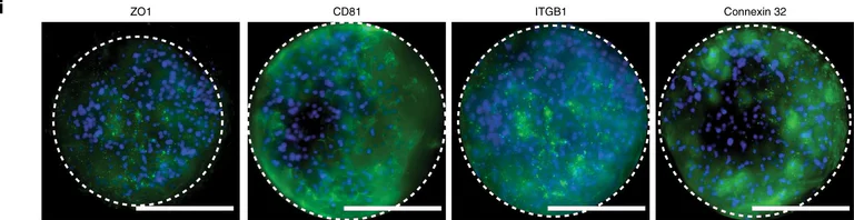 Immunocytochemistry/ Immunofluorescence - Anti-Integrin beta 1 antibody [12G10] (AB30394)