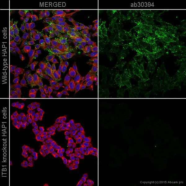 Immunocytochemistry/ Immunofluorescence - Anti-Integrin beta 1 antibody [12G10] - BSA and Azide free (AB230291)