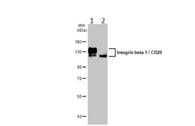 Western blot - Anti-Integrin beta 1 antibody (AB183666)