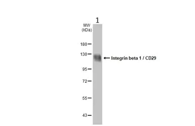 Western blot - Anti-Integrin beta 1 antibody (AB183666)