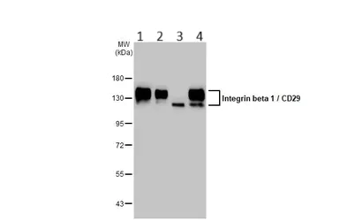 Western blot - Anti-Integrin beta 1 antibody (AB183666)