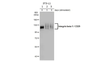 Western blot - Anti-Integrin beta 1 antibody (AB183666)