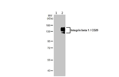 Western blot - Anti-Integrin beta 1 antibody (AB183666)
