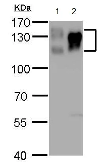 Western blot - Anti-Integrin beta 1 antibody (AB183666)