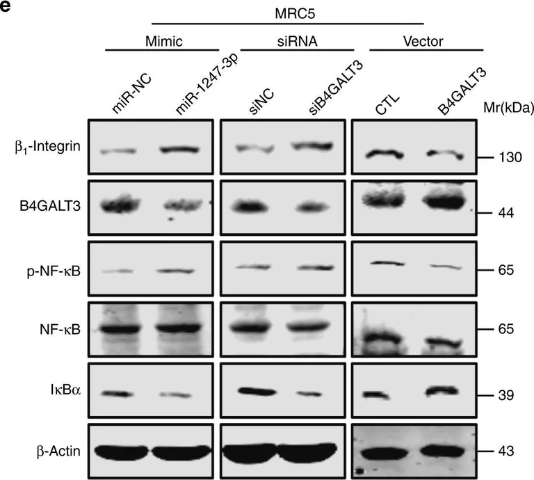 Western blot - Anti-Integrin beta 1 antibody [EP1041Y] (AB52971)