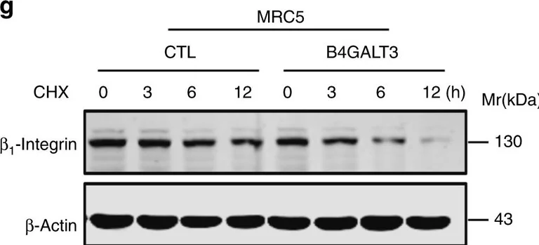 Western blot - Anti-Integrin beta 1 antibody [EP1041Y] (AB52971)