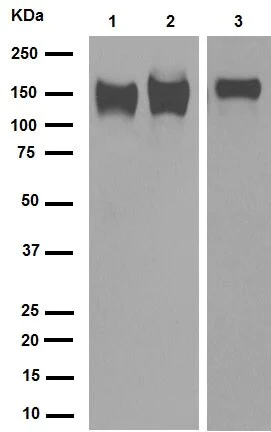 Western blot - Anti-Integrin beta 1 antibody [EP1041Y] - BSA and Azide free (AB192456)