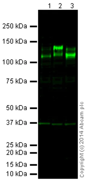 Western blot - Anti-Integrin beta 1 antibody [EP1041Y] - BSA and Azide free (AB192456)