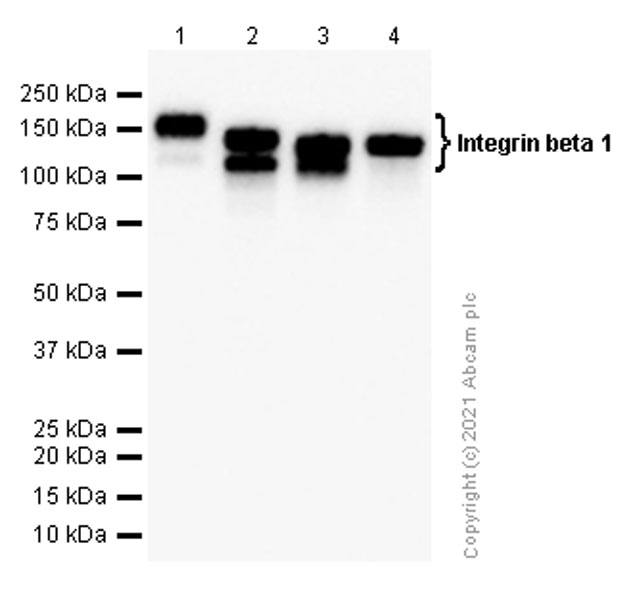 Western blot - Anti-Integrin beta 1 antibody [EPR1040Y] (AB134179), expandable thumbnail