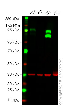 Western blot - Anti-Integrin beta 1 antibody [EPR1040Y] (AB134179), expandable thumbnail