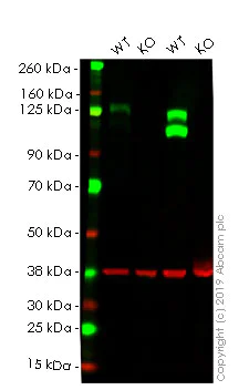 Western blot - Anti-Integrin beta 1 antibody [EPR1040Y] (AB134179)