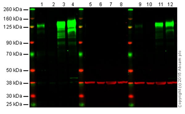 Western blot - Anti-Integrin beta 1 antibody [EPR1040Y] - BSA and Azide free (AB271909), expandable thumbnail
