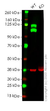 Western blot - Anti-Integrin beta 1 antibody [EPR1040Y] - BSA and Azide free (AB271909), expandable thumbnail