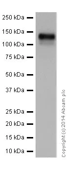 Western blot - Anti-Integrin beta 1 antibody [EPR16895] (AB179471)