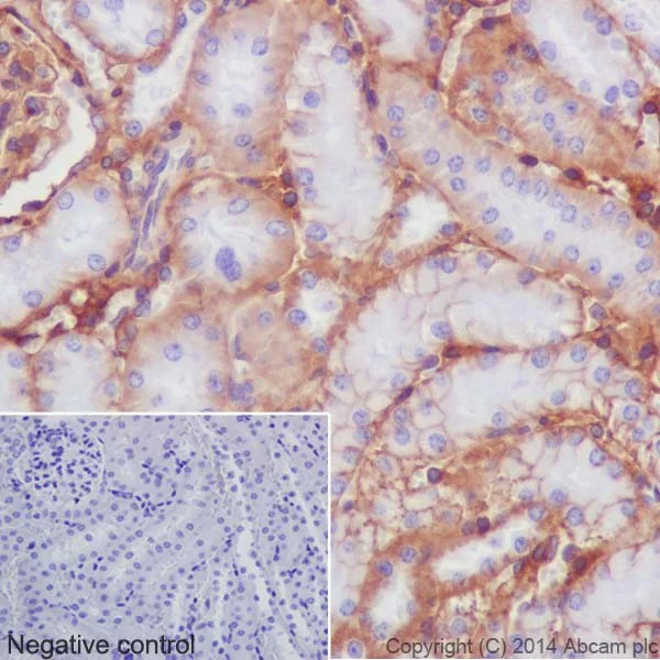 Immunohistochemistry (Formalin/PFA-fixed paraffin-embedded sections) - Anti-Integrin beta 1 antibody [EPR16895] - BSA and Azide free (AB271931)