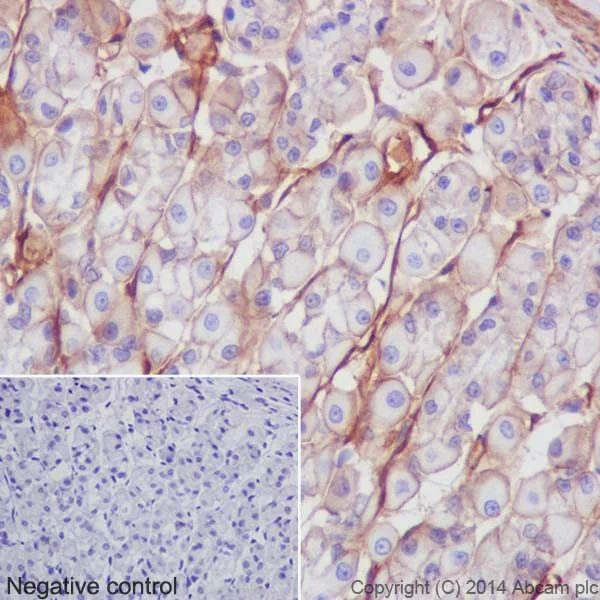 Immunohistochemistry (Formalin/PFA-fixed paraffin-embedded sections) - Anti-Integrin beta 1 antibody [EPR16895] - BSA and Azide free (AB271931)