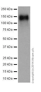 Western blot - Anti-Integrin beta 1 antibody [EPR16895] - BSA and Azide free (AB271931)