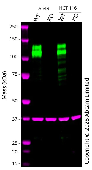 Western blot - Anti-Integrin beta 1 antibody [EPR16895] - BSA and Azide free (AB271931)