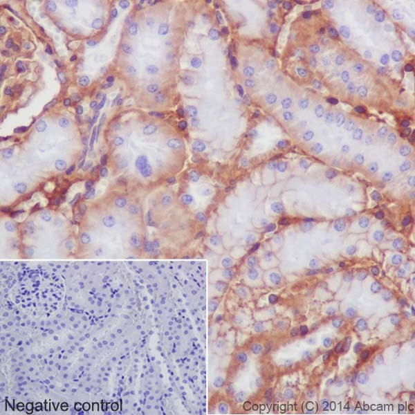 Immunohistochemistry (Formalin/PFA-fixed paraffin-embedded sections) - Anti-Integrin beta 1 antibody [EPR16895] - Low endotoxin, Azide free (ab221776), expandable thumbnail