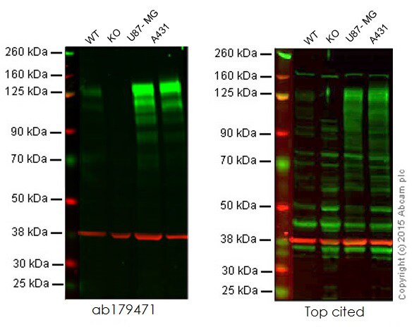Western blot - Anti-Integrin beta 1 antibody [EPR16895] - Low endotoxin, Azide free (AB221776), expandable thumbnail