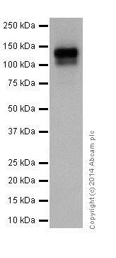 Western blot - Anti-Integrin beta 1 antibody [EPR16895] - Low endotoxin, Azide free (AB221776)