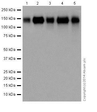 Western blot - Anti-Integrin beta 1 antibody [EPR16895] - Low endotoxin, Azide free (ab221776), expandable thumbnail