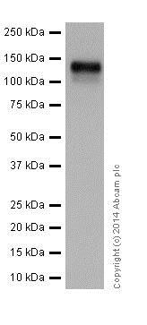 Western blot - Anti-Integrin beta 1 antibody [EPR16895] - Low endotoxin, Azide free (ab221776), expandable thumbnail