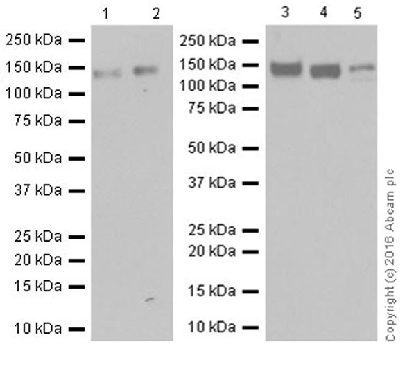 Western blot - Anti-Integrin beta 1 antibody [EPR16896] (ab179472), expandable thumbnail