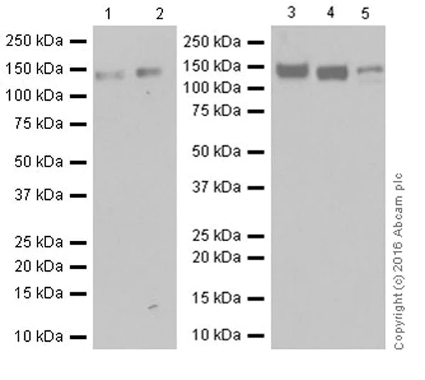 Western blot - Anti-Integrin beta 1 antibody [EPR16896] (AB179472)