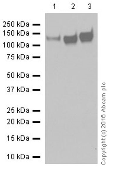 Western blot - Anti-Integrin beta 1 antibody [EPR16896] (AB179472), expandable thumbnail
