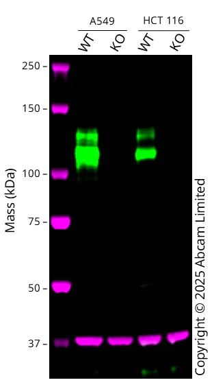 Western blot - Anti-Integrin beta 1 antibody [EPR16896] - BSA and Azide free (AB250101)