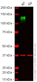 Western blot - Anti-Integrin beta 1 antibody [EPR16896] - BSA and Azide free (AB250101)
