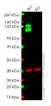 Western blot - Anti-Integrin beta 1 antibody [EPR16896] - BSA and Azide free (AB250101)