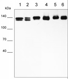 Western blot - Anti-Integrin beta 1 antibody [M032] - Extracellular domain (AB253282), expandable thumbnail
