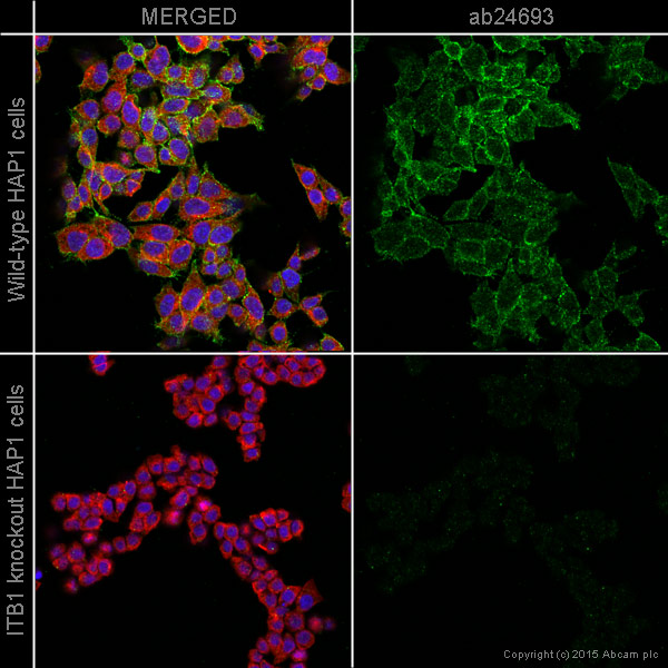 Immunocytochemistry/ Immunofluorescence - Anti-Integrin beta 1 antibody [P5D2] - BSA and Azide free (AB230293), expandable thumbnail