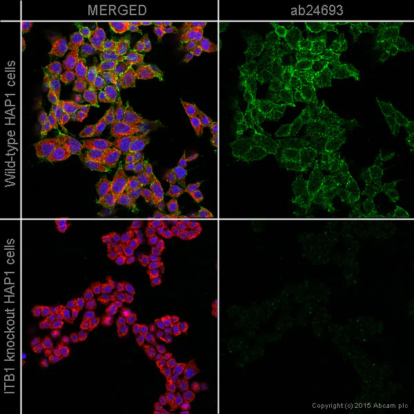 Immunocytochemistry/ Immunofluorescence - Anti-Integrin beta 1 antibody [P5D2] - BSA and Azide free (AB230293)